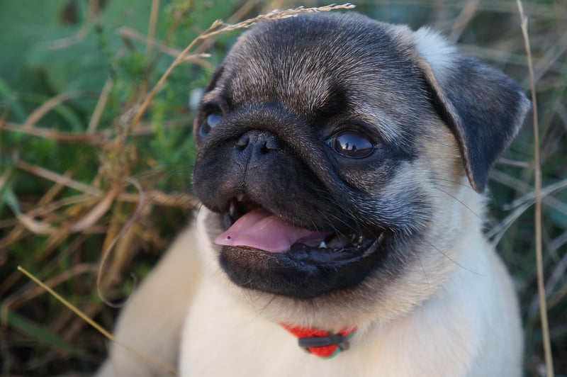 Viral Dog Meme